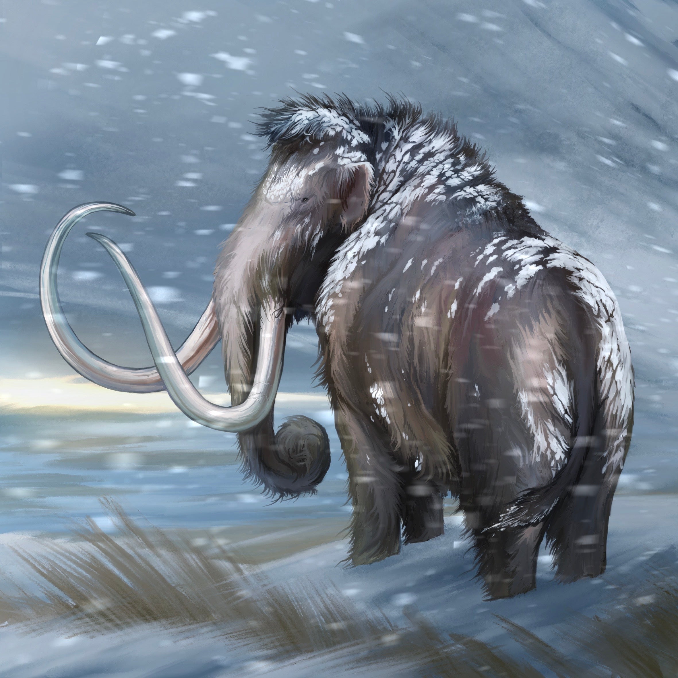 Prehistoric Deck - Mammuth in the snow storm